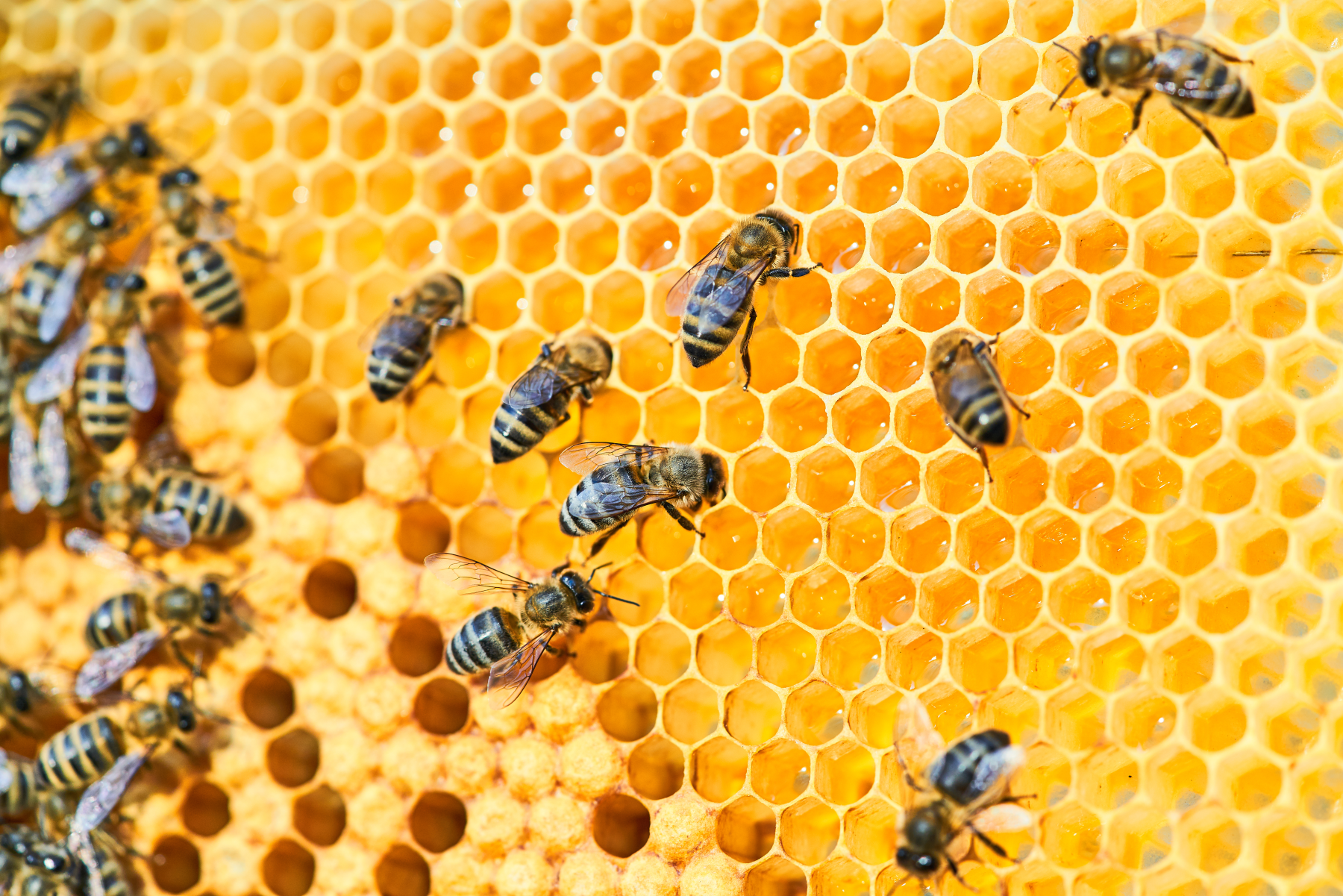 Raw Creamed Honey